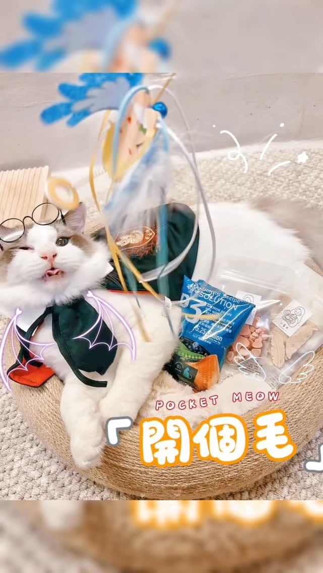 A cat looking out the window